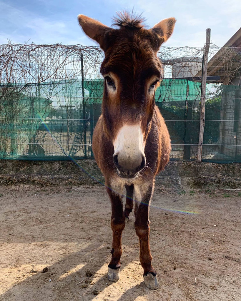 Chi siamo La Isla de Burro